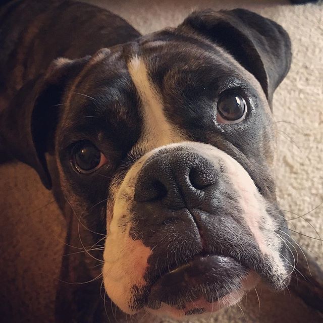 This adorable, squishy face belongs to Lola. Lola 