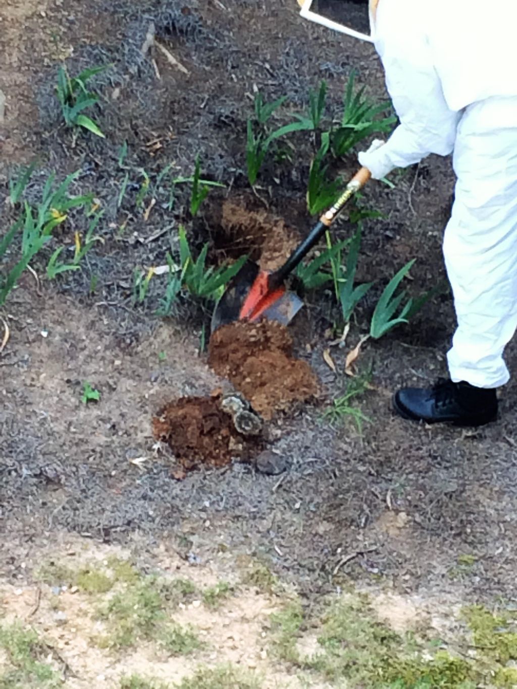 Yellow Jacket nest removal