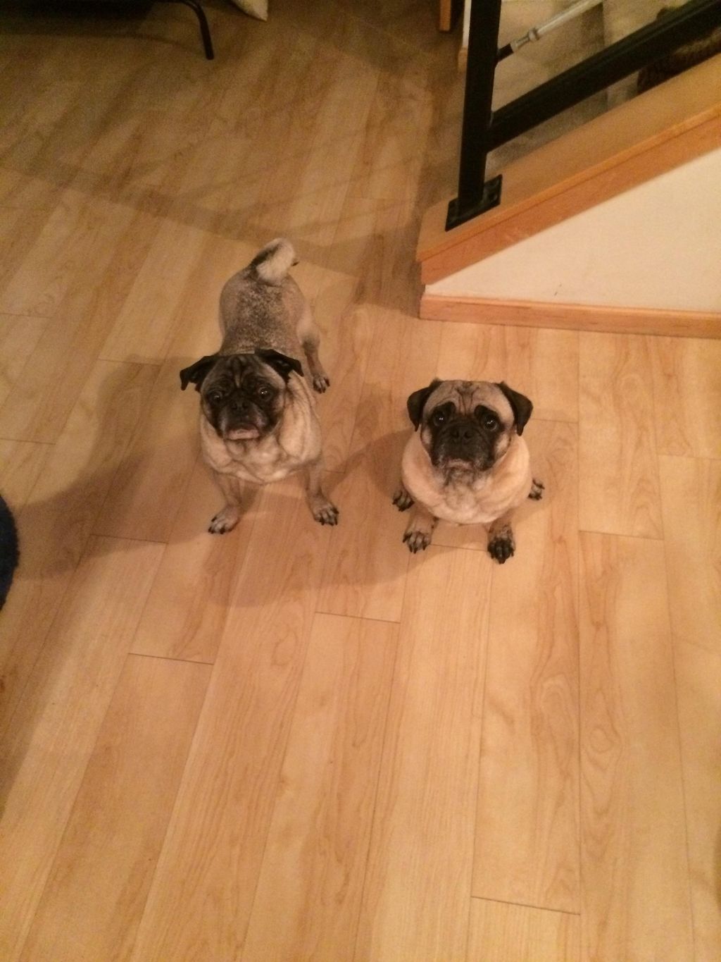 Bill and Chuy, PUG LOVE !!!