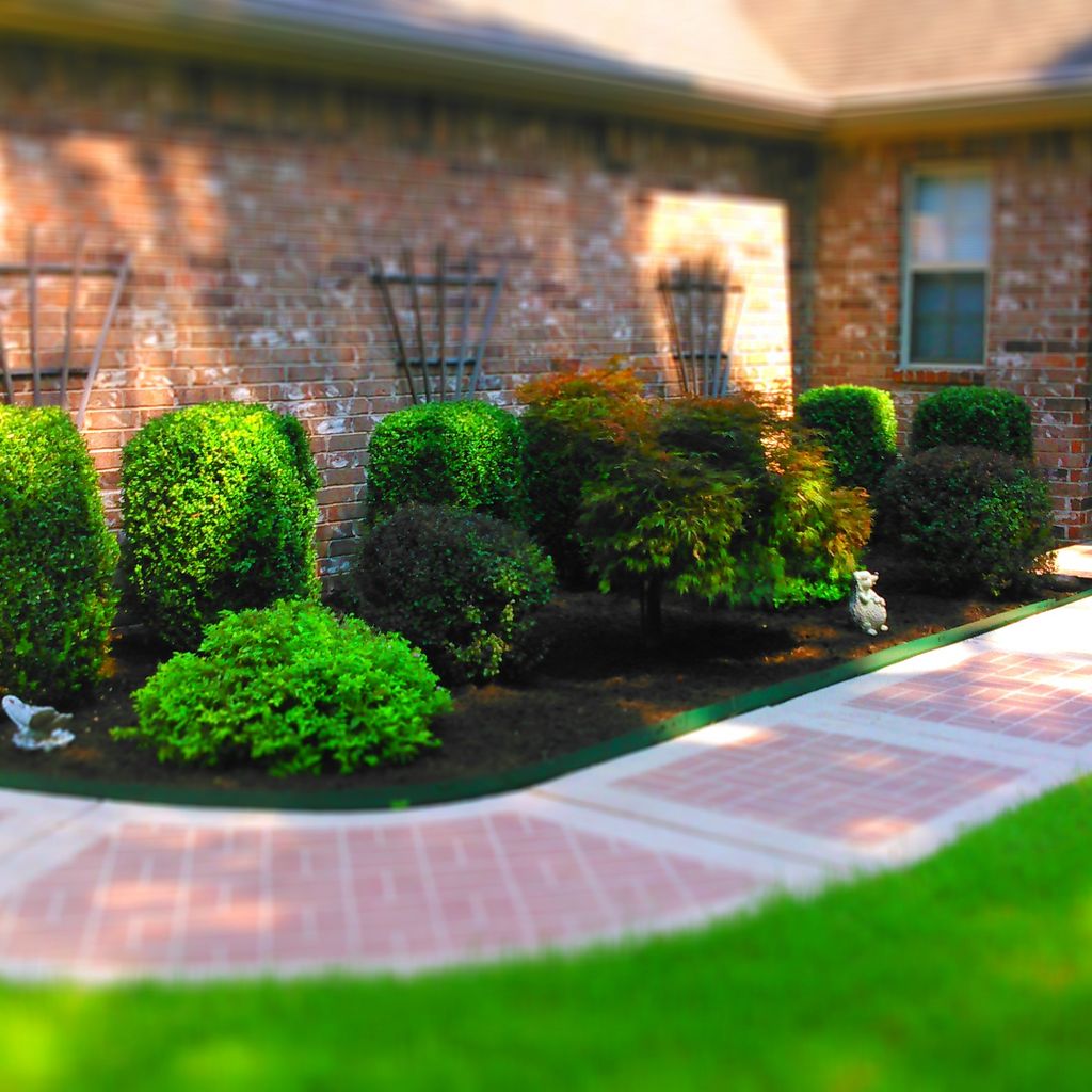 Shrubbery trimmed and shaped.