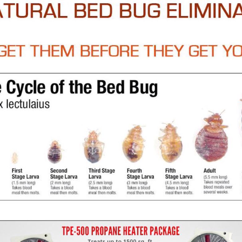 I kill bed bugs