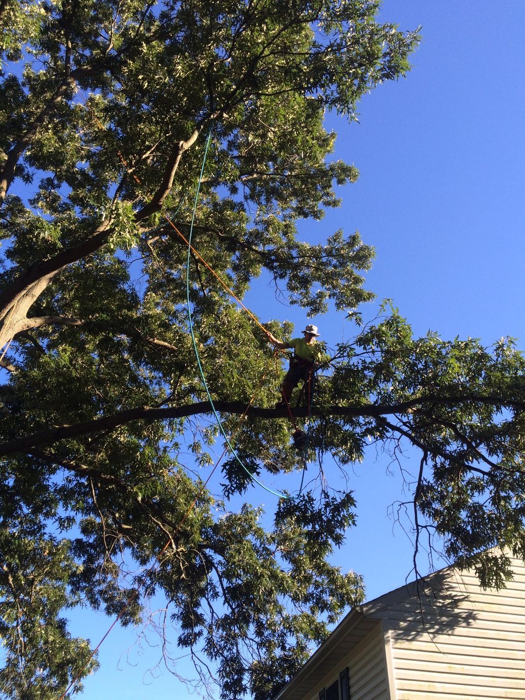 My climber going out on a limb