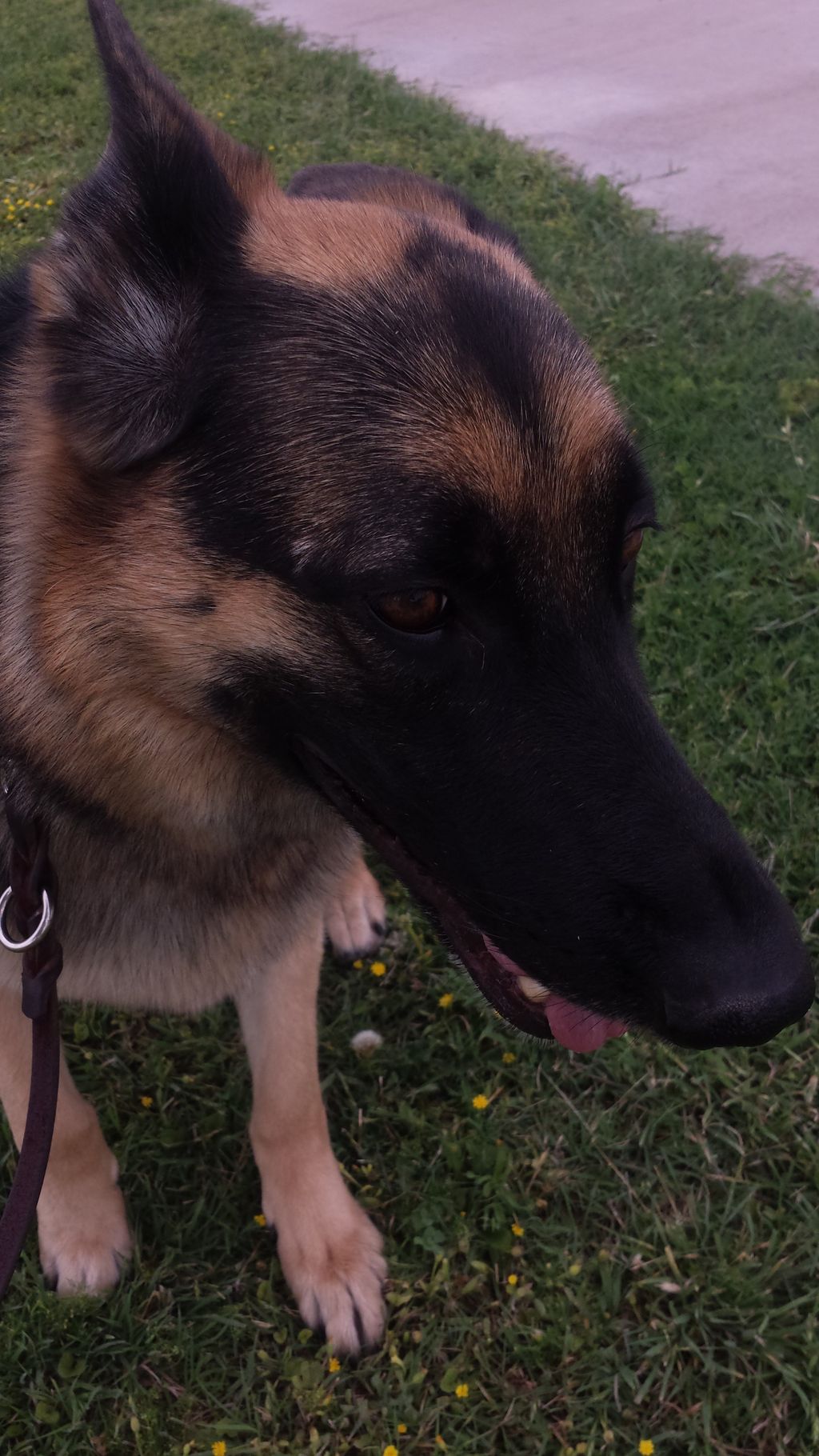 A Happy Damars Customer!