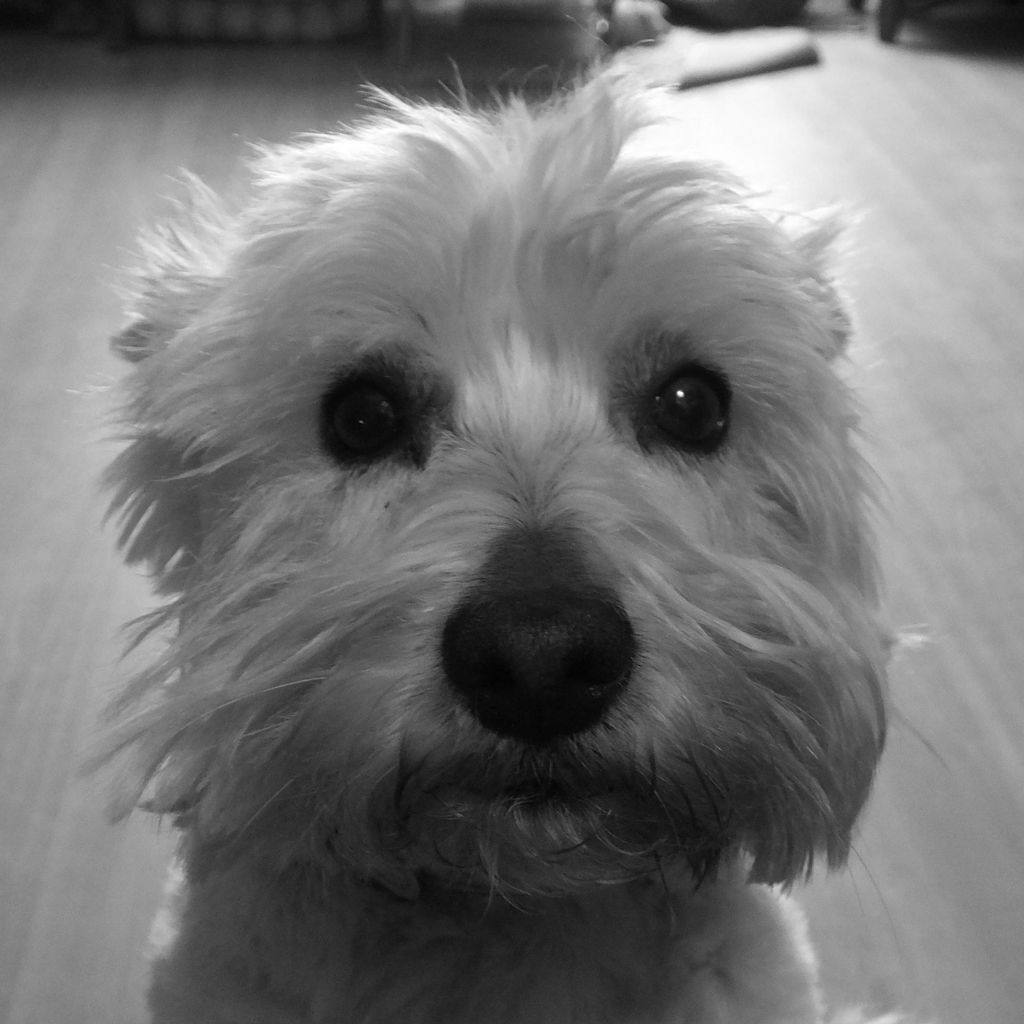 A Pawsitive Experience