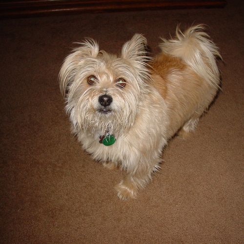 Kirby - terrier * 9 yrs old - followed us home fro