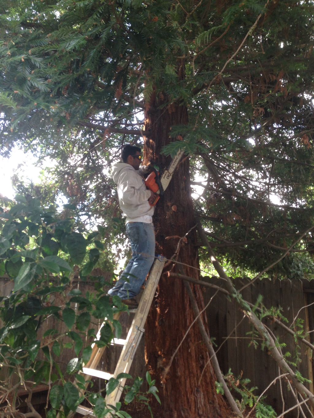 Tree service