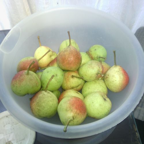 Pears from the back yard: Will be Pear Jam in a co
