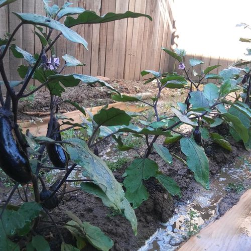 Vegetable Garden Summer 2017 Eggplant