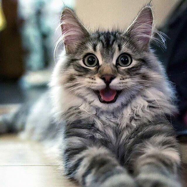 Who says I'm not perky?