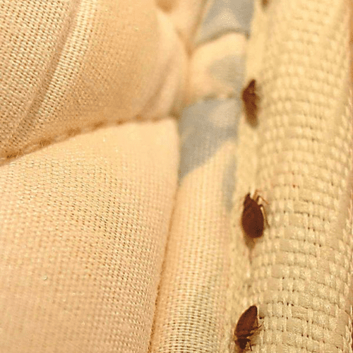 bed bugs on seam of mattress 