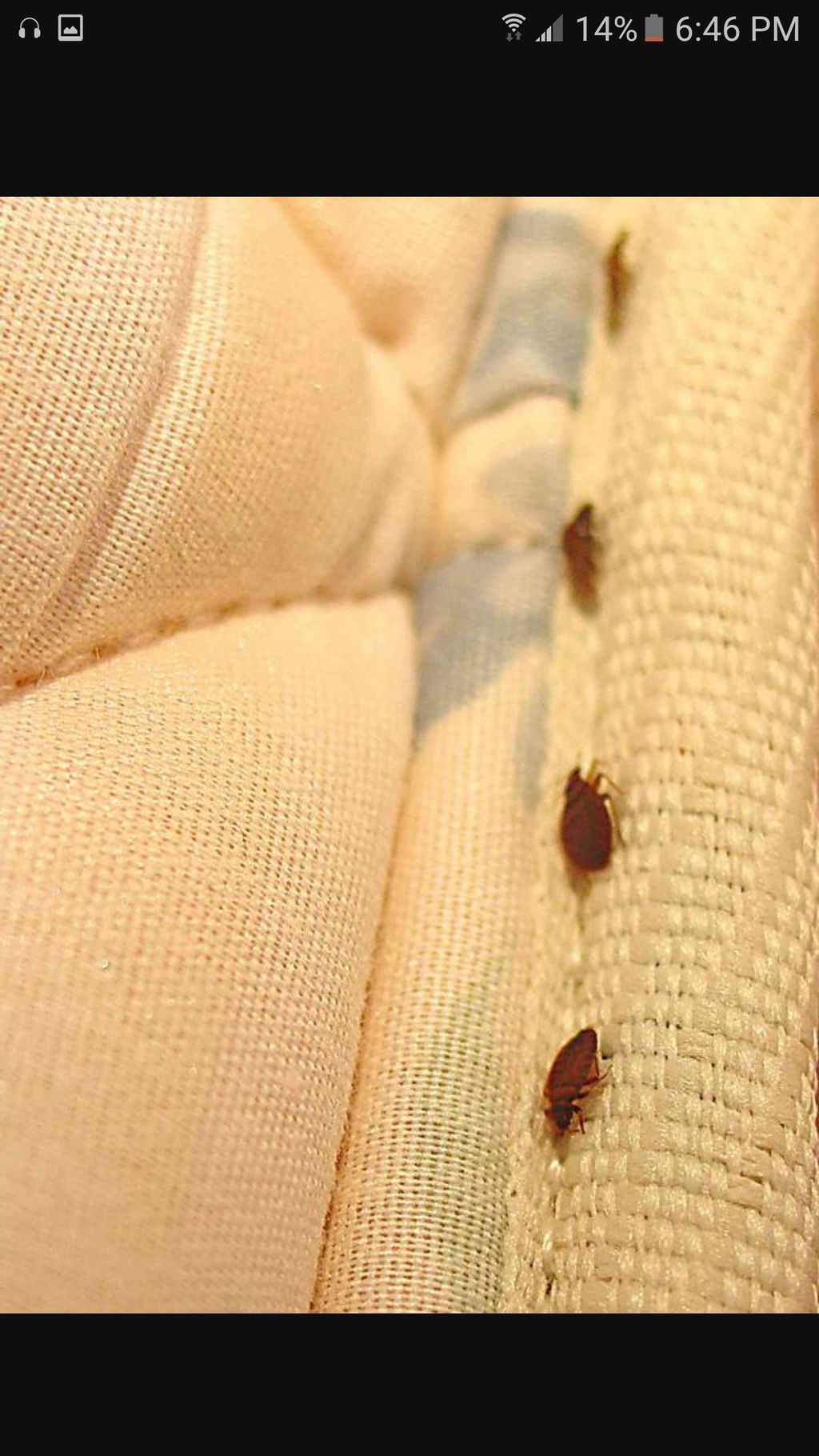 bed bugs on seam of mattress 
