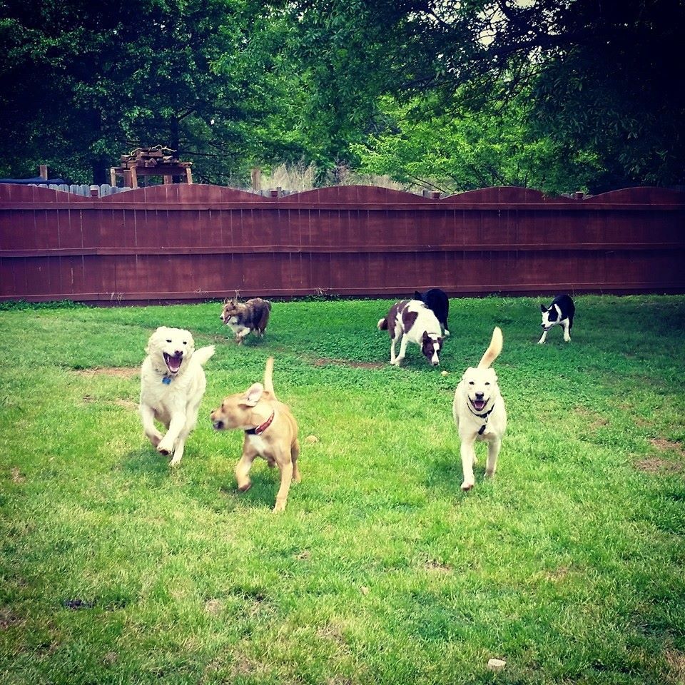 Taking care of this large pack is like going to th