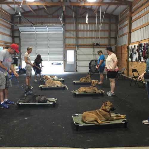 Basic Obedience class working on stay with distrac