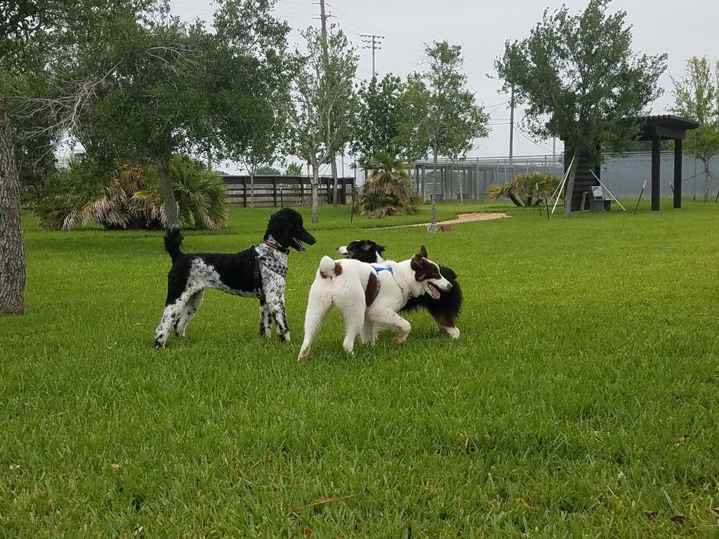 Puppy play time after training