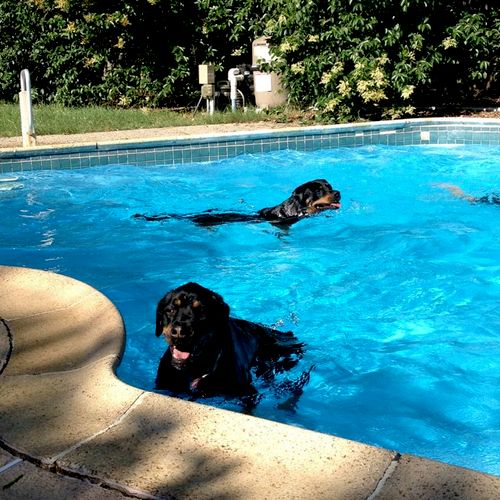 Giving Max and Lexi some outdoor time in the pool 