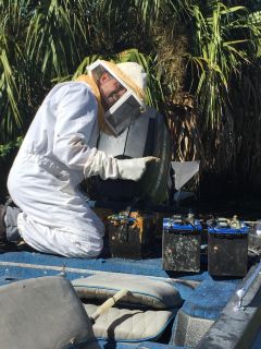 Bee removal