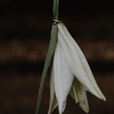 Avatar for Cory N. Cates Photography