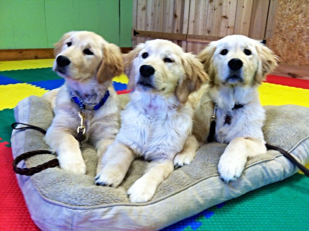 With our program, young puppies come home with the