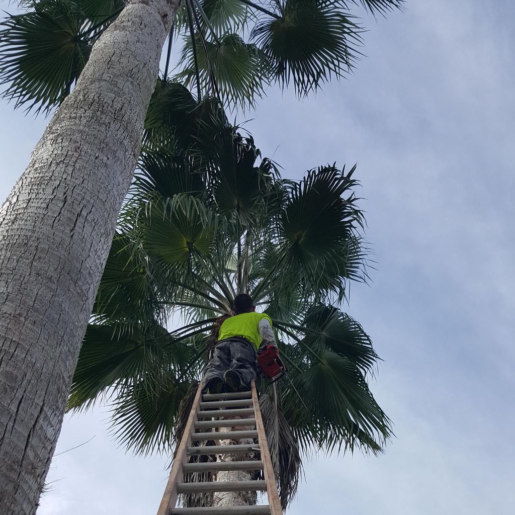 Elite Tree Services
