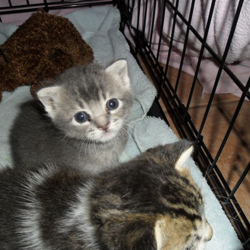 I volunteer for local shelter, these are some of m