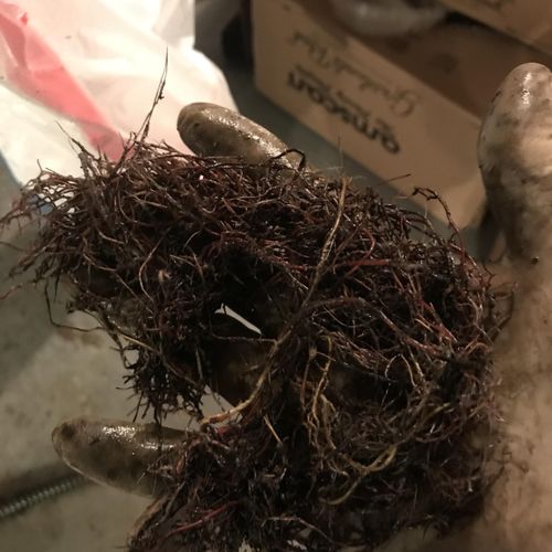 Tree roots found in sewer, removed from snake. 