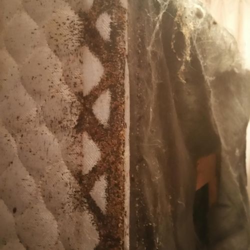 Heavily infested boxspring (bed bugs)