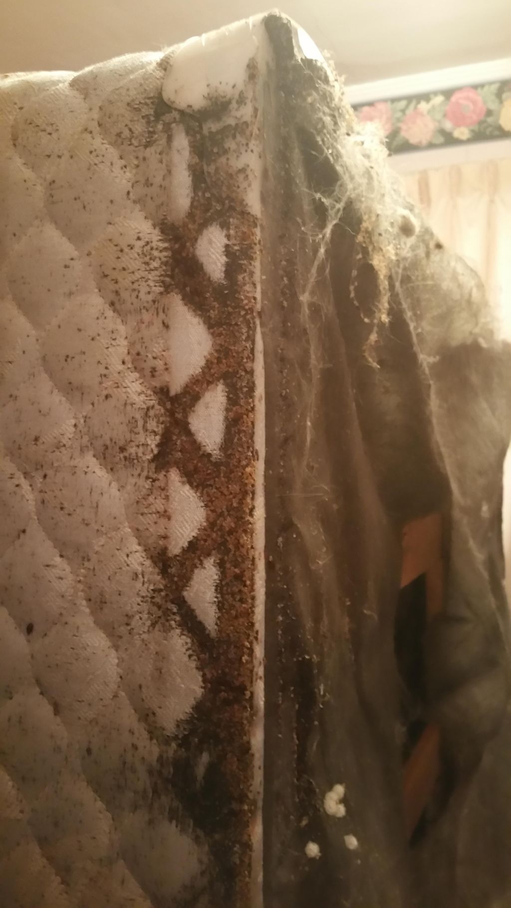 Heavily infested boxspring (bed bugs)