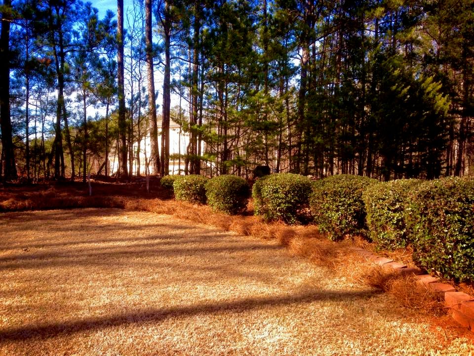 Bushes trimmed back, new pine straw laid and edgin