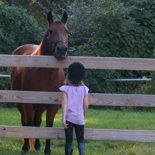 Horse/Farm care!