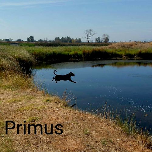 Primus taking a flying leap - on purpose! Thermali