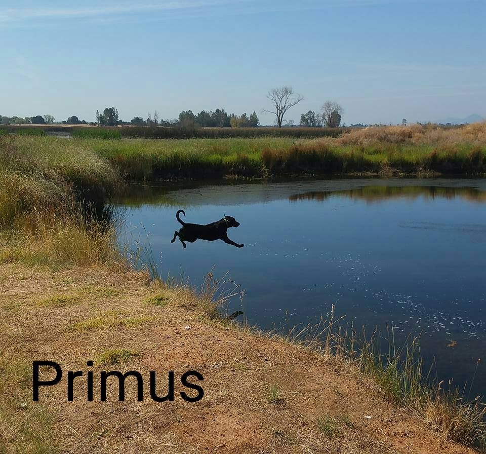 Primus taking a flying leap - on purpose! Thermali