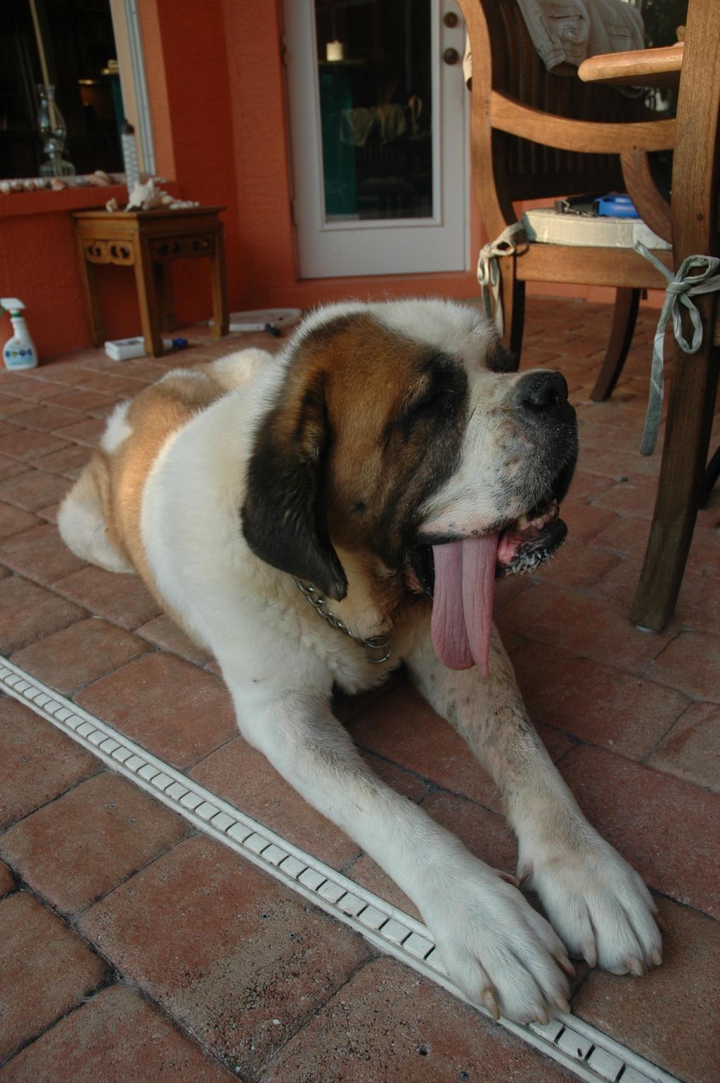 George.  The St. Bernard.  Fun to walk!