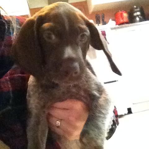 Ruger (Levi's new brother) 3m old