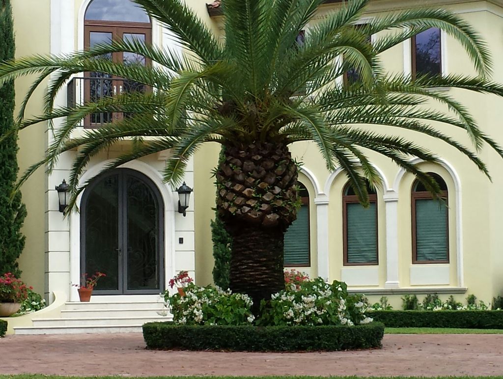 Canary Date palm surrounded by Begonias & Serisa h