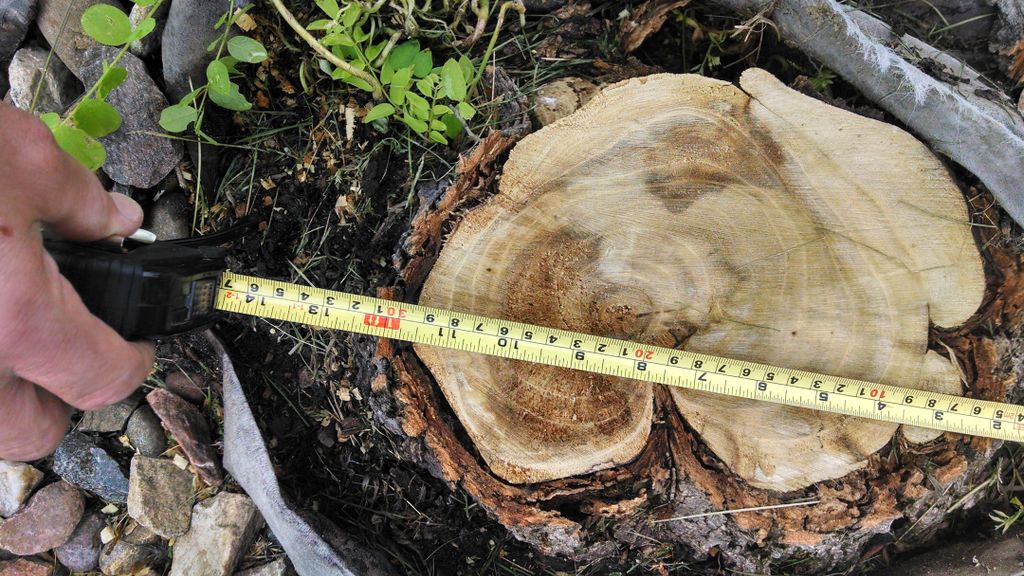 Grind the stumps and either replace or  fill with 