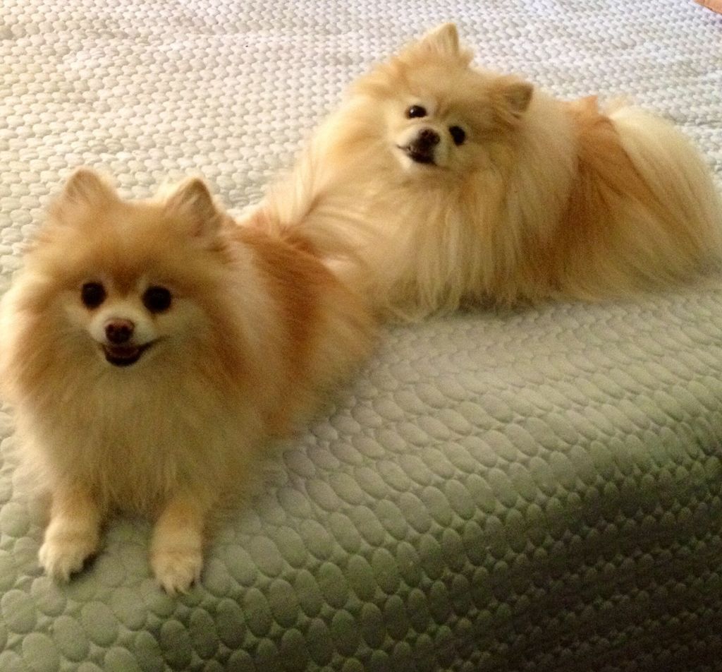 The Poms...Coco and Royal