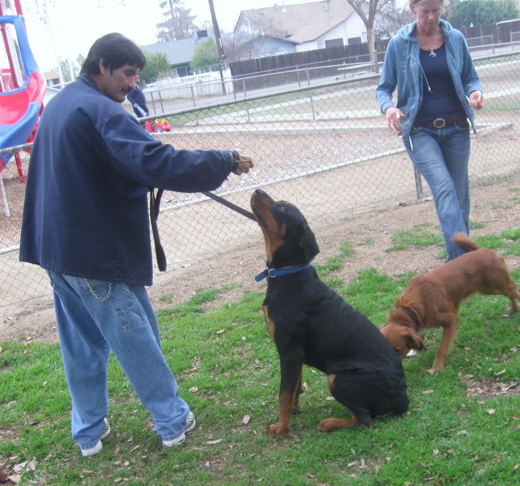 Hand Signals with Obedience Cue gets results, even