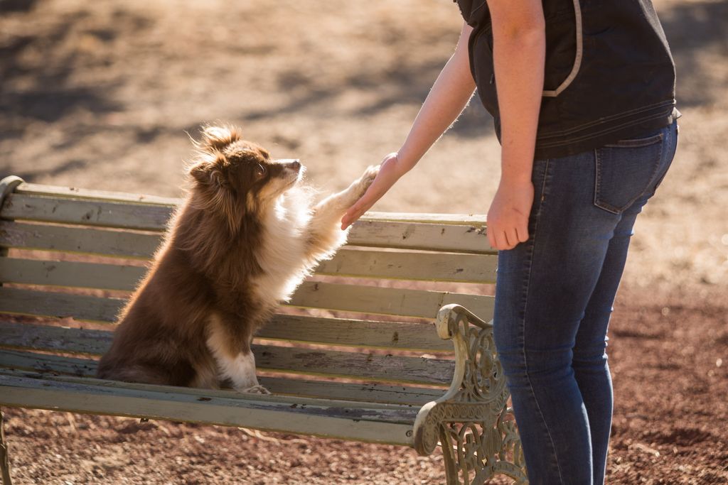 Trick Training is great fun for you and your dog a