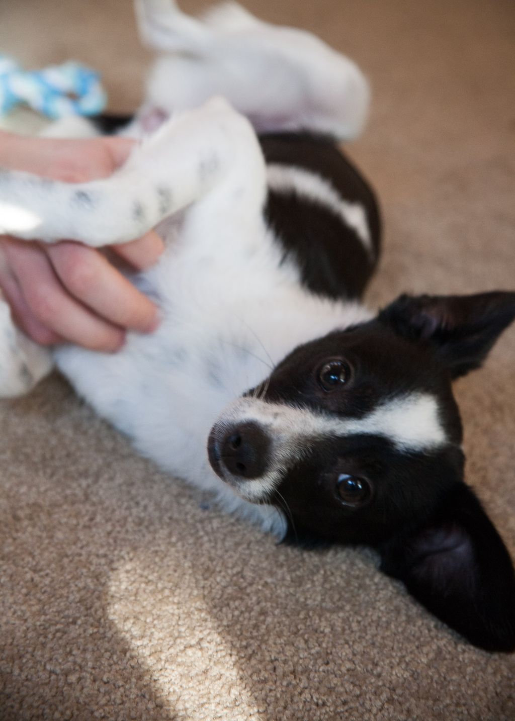 Pet photography - Lola playing