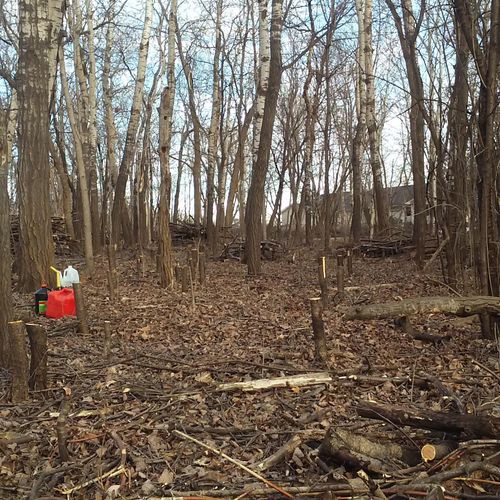 Buckthorn Removal