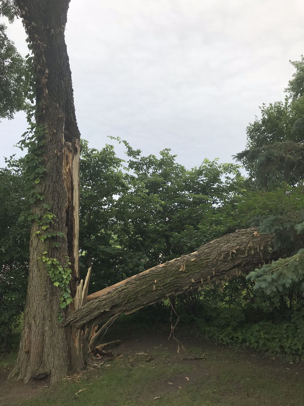 Tree Trimming and Removal