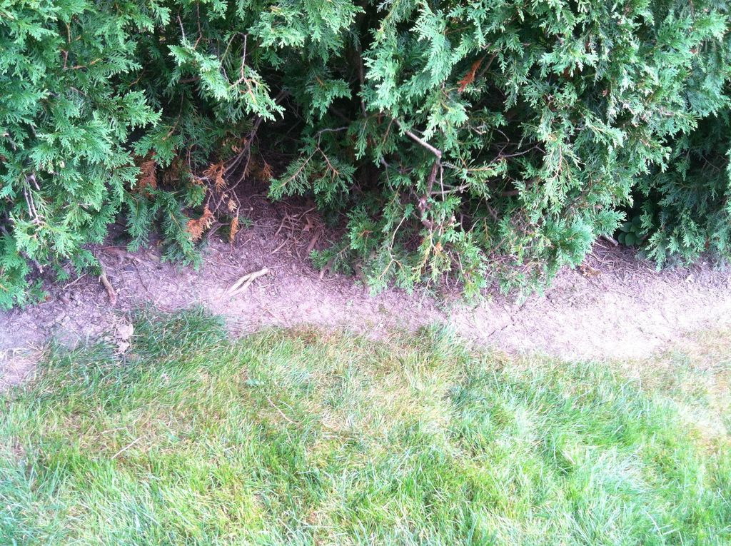 sunspots in the lawn that were sprayed, and weeds 