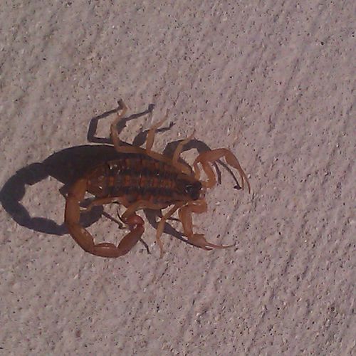 during summer seasons scorpions are active looking