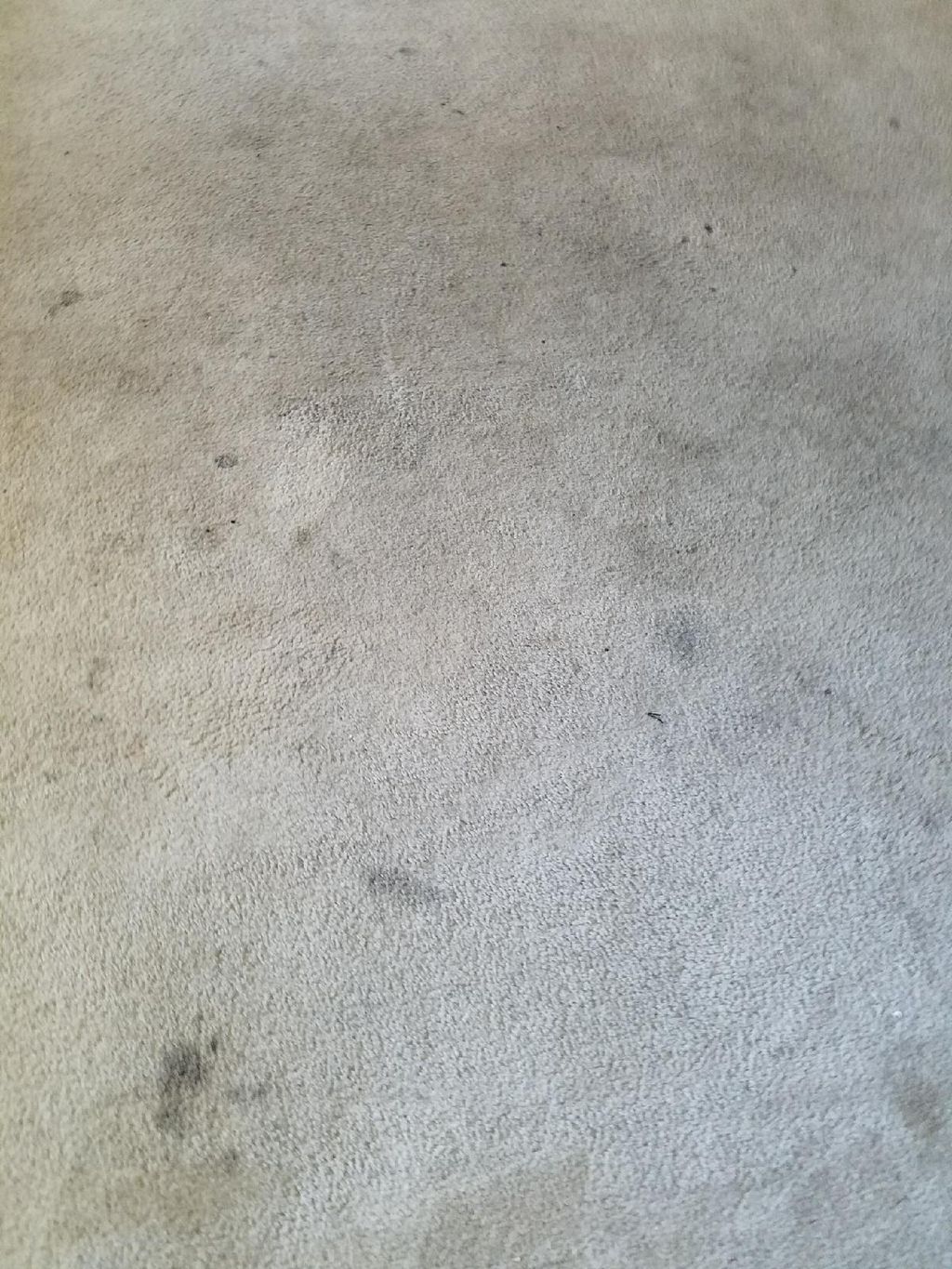 Carpet Before 6/27/2017