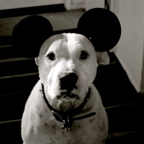 Rudy likes Mickey Mouse.
