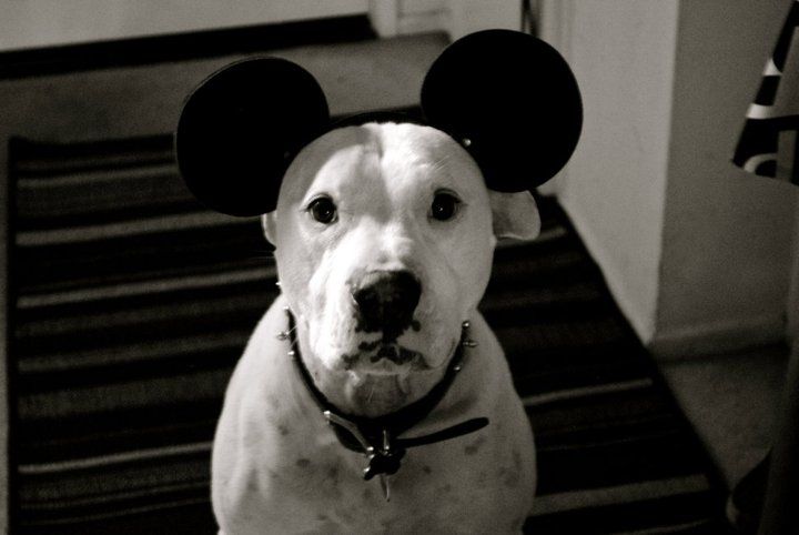 Rudy likes Mickey Mouse.