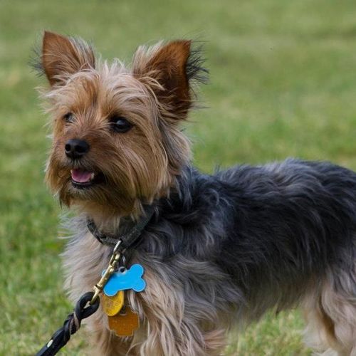 Confident Yorkie, rehabilitated from biting, fear 