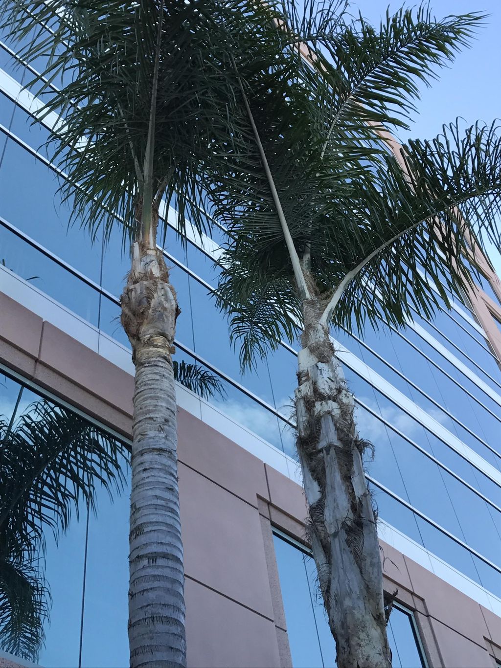 Cleaned up Queen Palms
