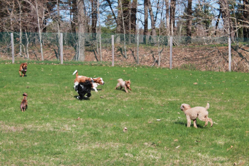 175x175 Grass pen for ball play!