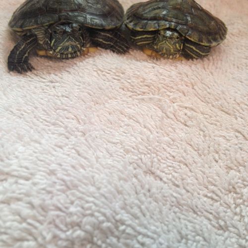 My two turtles Nyx & Erebus